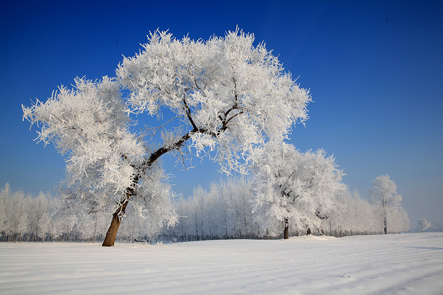 Rime creates a stunning winter scene in Jilin