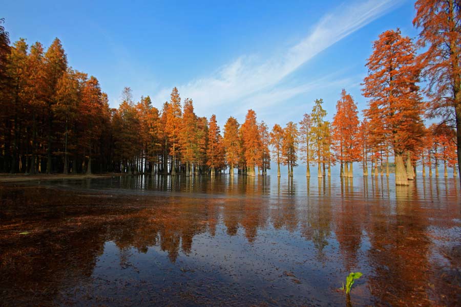 Siming Lake redwoods a popular sight