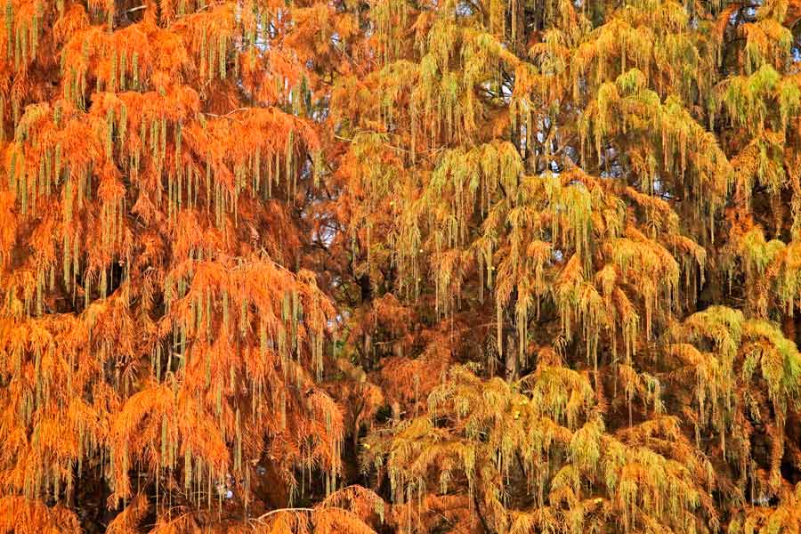 Siming Lake redwoods a popular sight