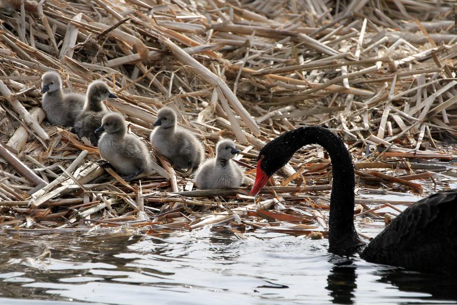 Cute cygnets brighten up winter