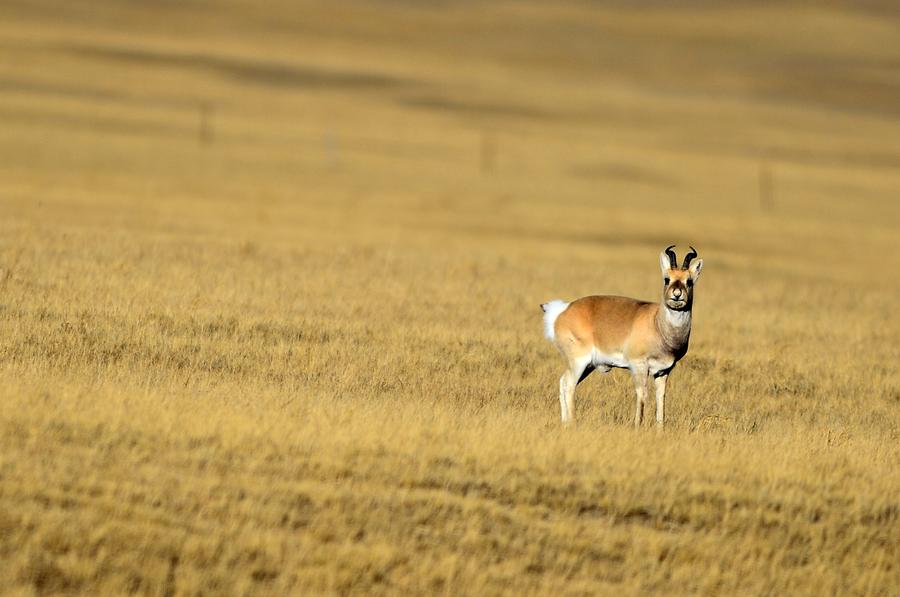 Wild animals in NW China's Qinghai