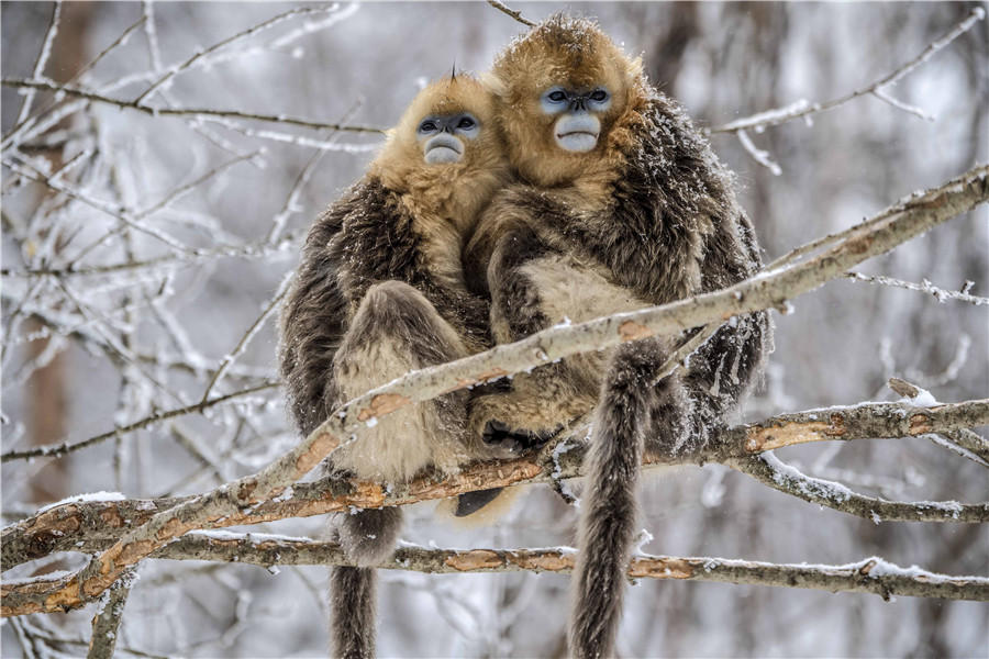 Golden monkeys play in woods in C China's Hubei