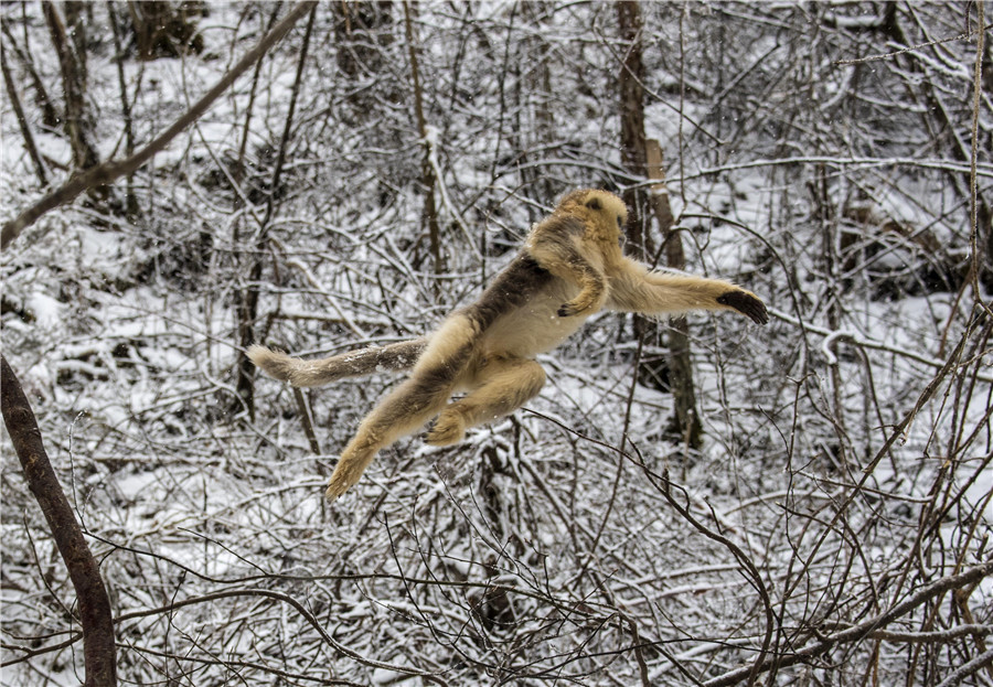 Golden monkeys play in woods in C China's Hubei