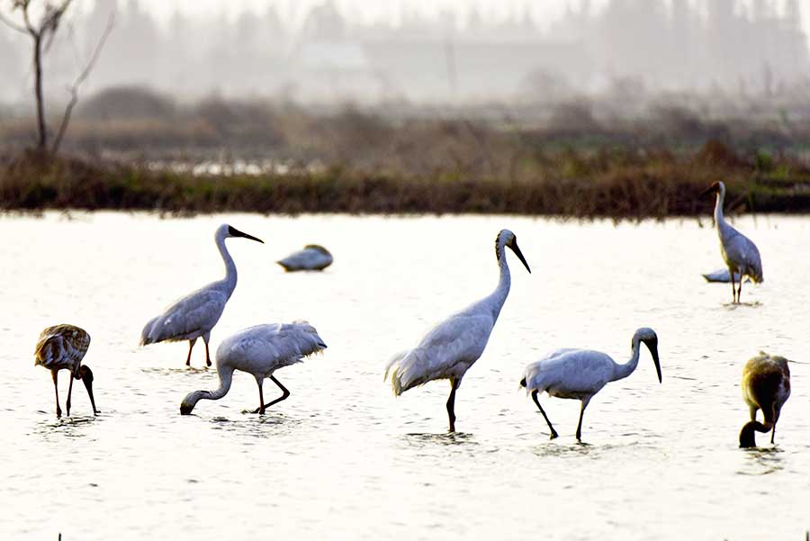 Hundreds of white cranes spend winter in Poyang Lake area