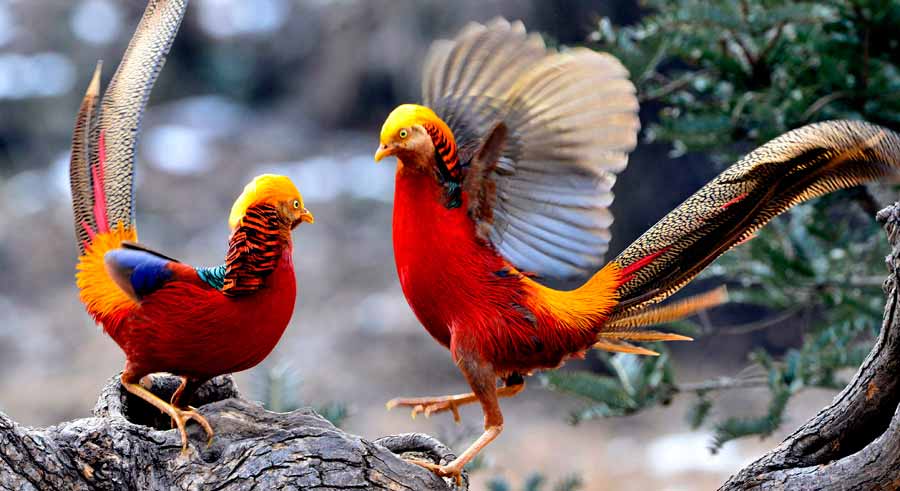 Golden pheasants seen in Central China