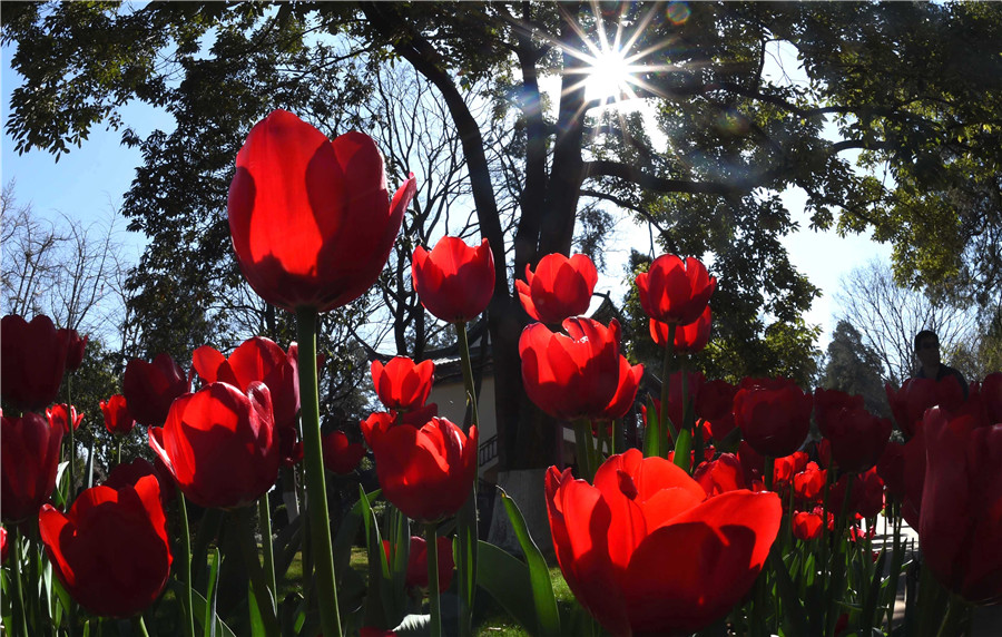 Flowers blossom in Yunnan as spring approaches