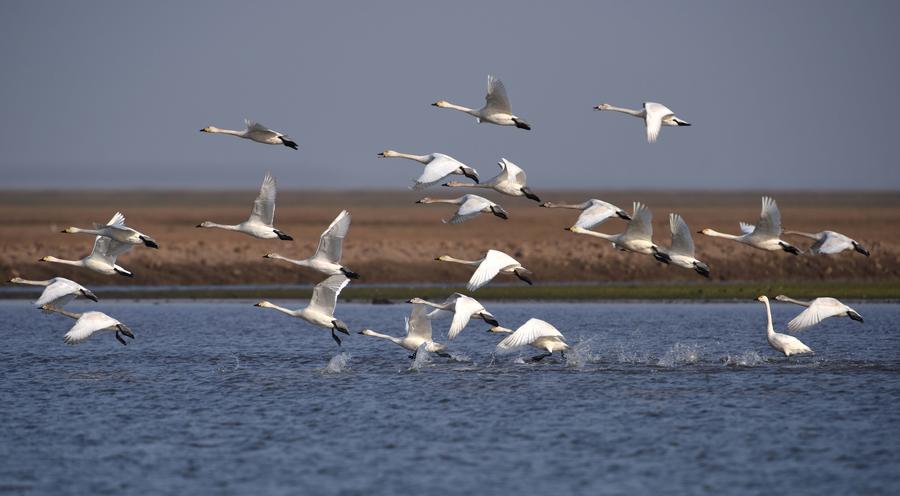 Migratory birds ready to fly north