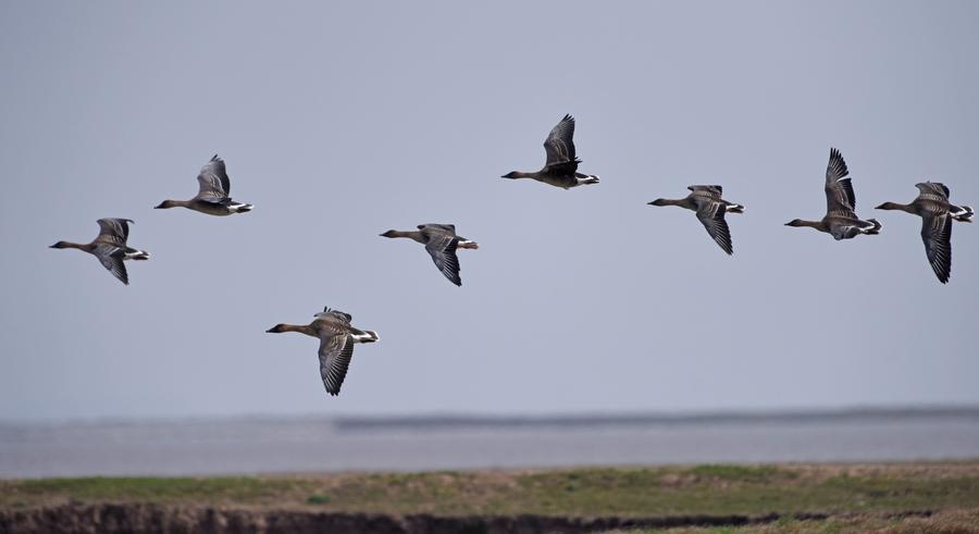 Migratory birds ready to fly north