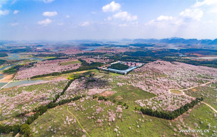 Cherry trees in full blossom attract numerous tourists in Guizhou