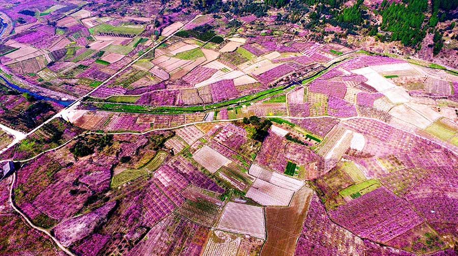 Peach blossoms brighten spring scene in Zhejiang province