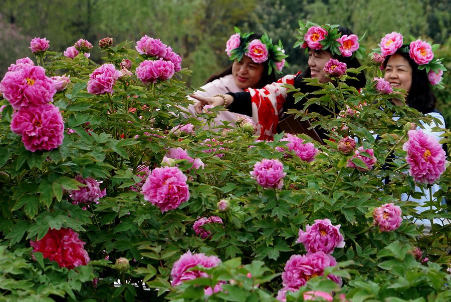 Peonies come into flourishing term in China's Luoyang