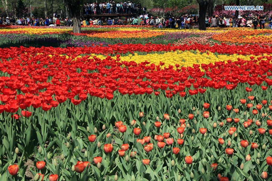 Visitors enjoy view of tulip flowers in Beijing