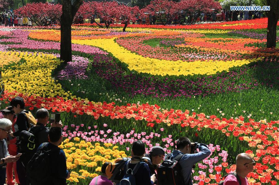 Visitors enjoy view of tulip flowers in Beijing