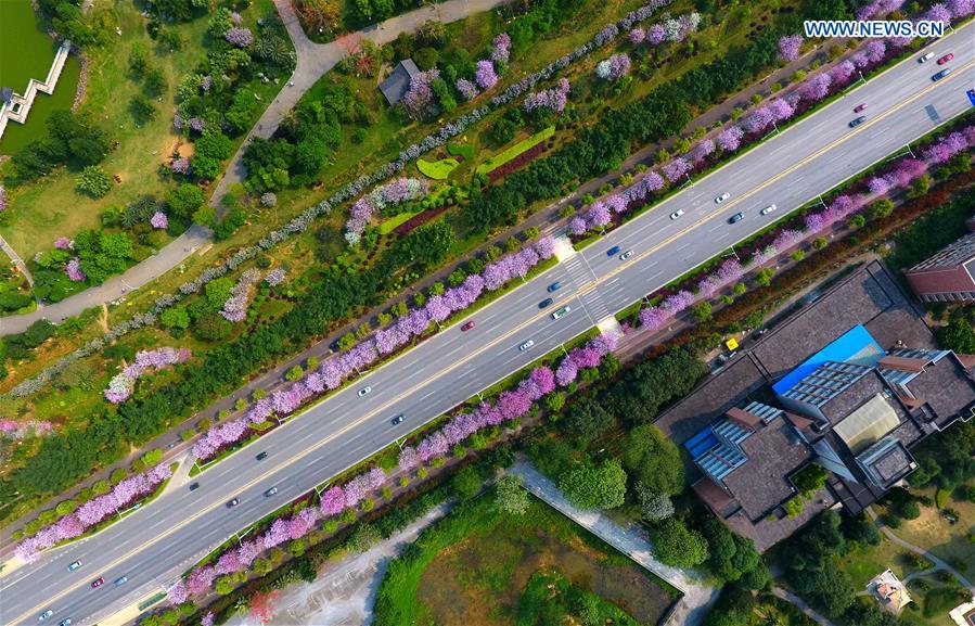 Hong Kong Orchid trees in blossom season in S China