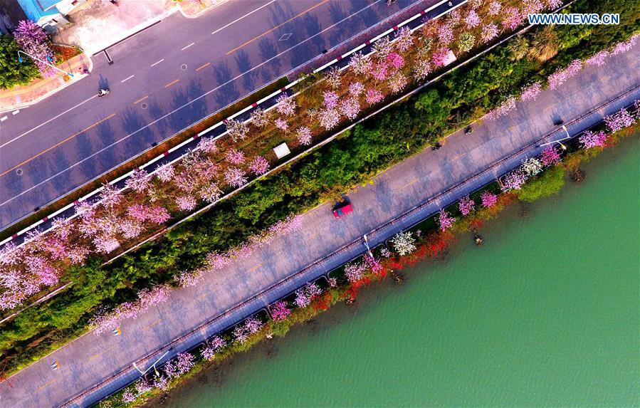 Hong Kong Orchid trees in blossom season in S China