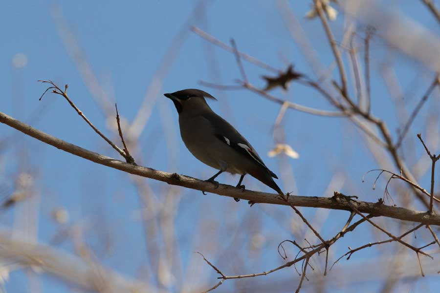 Inner Mongolia becomes a paradise for migratory birds