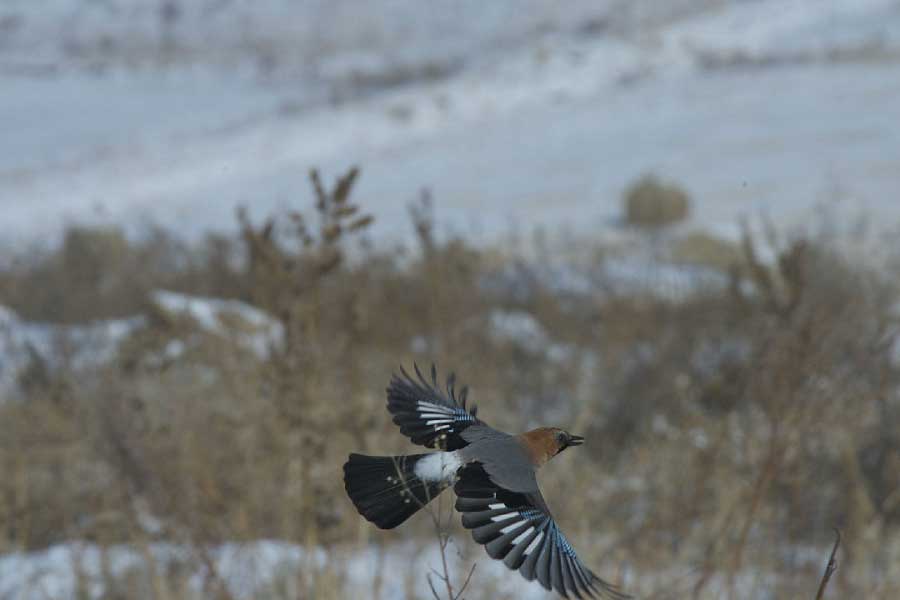 Inner Mongolia becomes a paradise for migratory birds