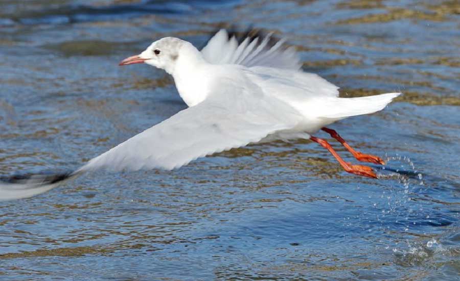 Inner Mongolia becomes a paradise for migratory birds