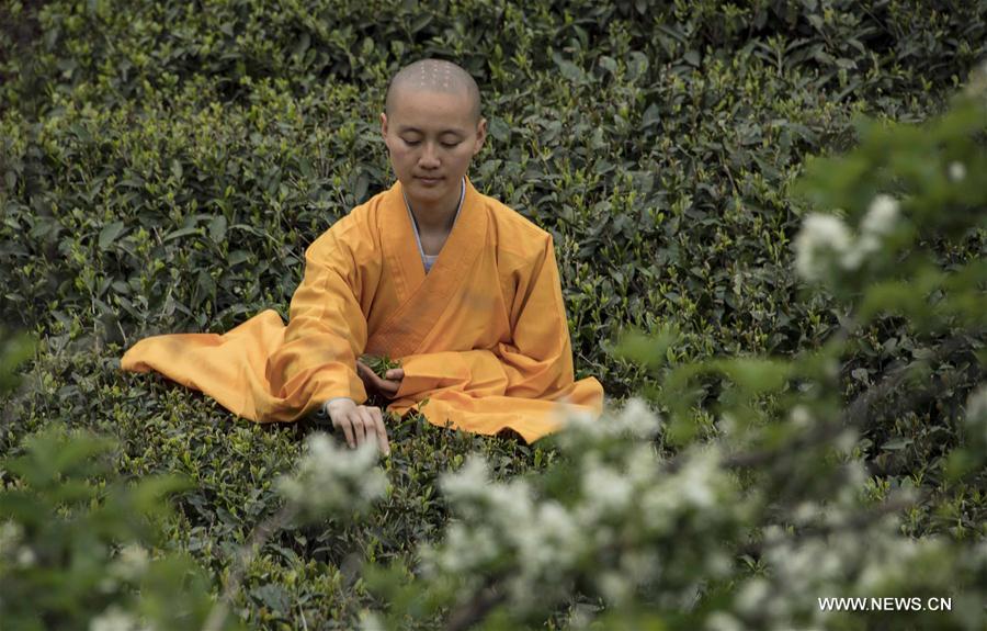 Ceremony marking start of tea picking held in Hubei