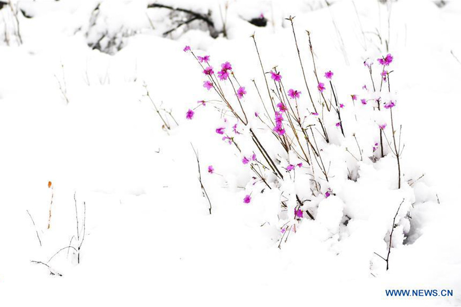 Snow scenery of forestry park in N China's Inner Mongolia