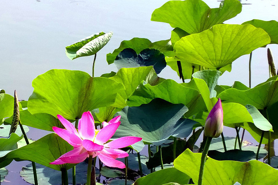 Lotus flowers in bloom in Beijing