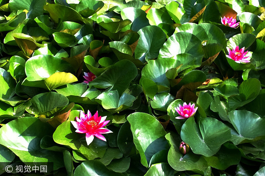 Lotus flowers in bloom in Beijing