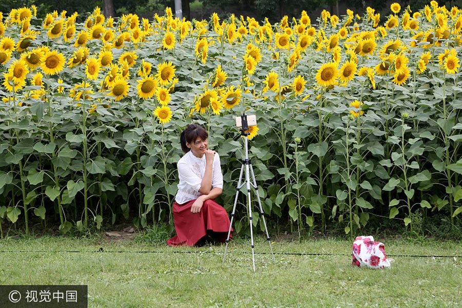 Sunflower blossoms at Olympic Forest Park in Beijing