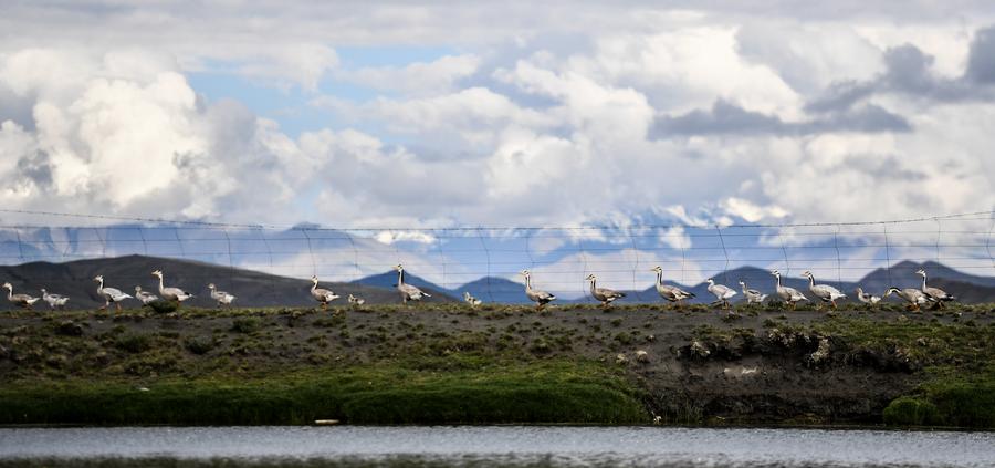 Tranquil summer view of Yamdroktso Lake in Tibet