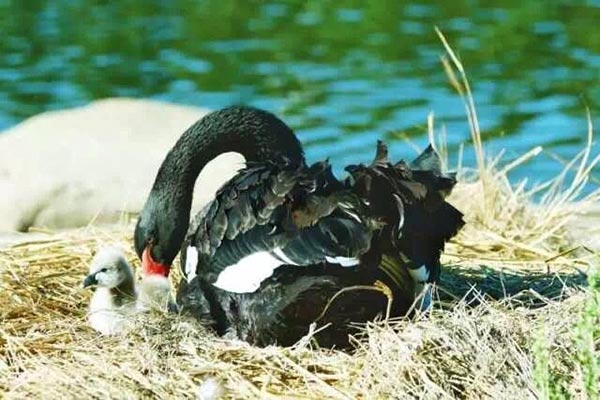 Family of black swans creates waves in Jilin University