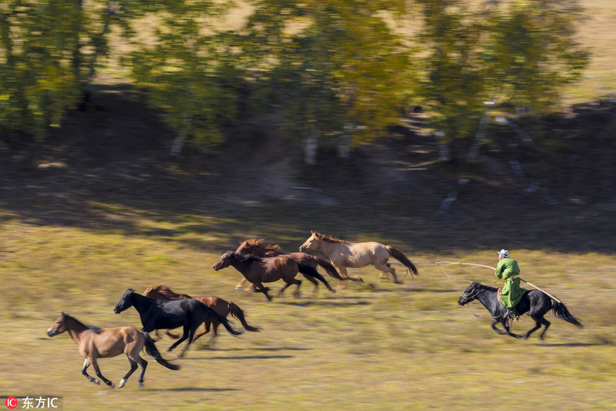 Prancing horses captured in Inner Mongolia