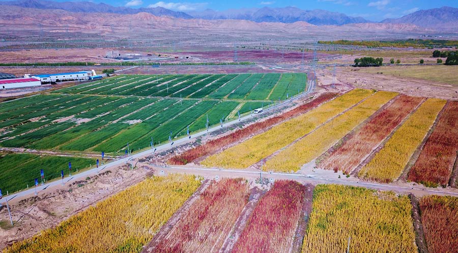 Glamorous Qinghai enchants in autumn