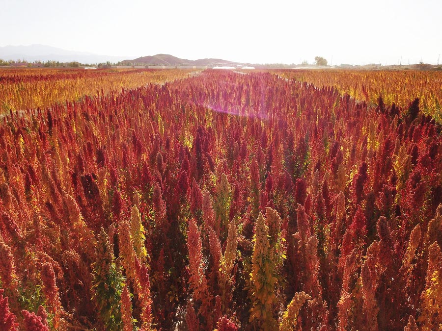 Glamorous Qinghai enchants in autumn