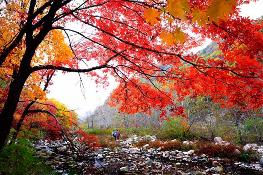 Beautiful maple leaves in Benxi