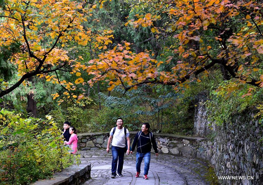 Red leaves enrich autumn palette of Fragrant Hills Park in Beijing