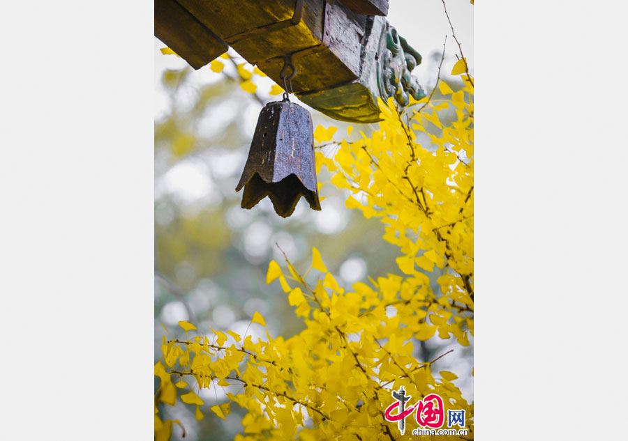 Golden gingko leaves in Dajue Temple