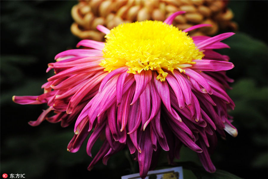 10,000 chrysanthemums blossom in Beijing park