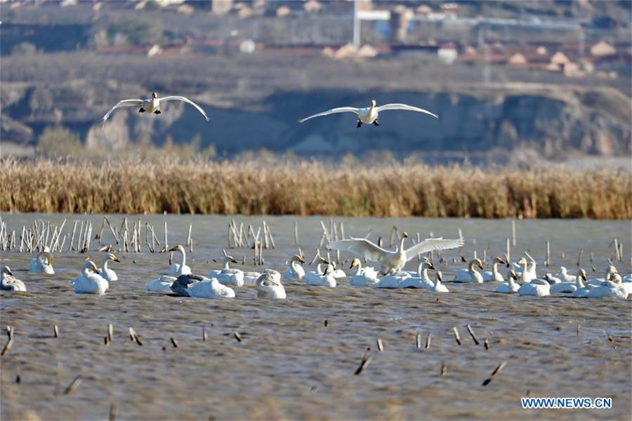 Swans spend winter in N China's Hebei