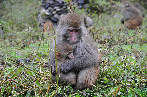 A 'monkey king' atop an ice cap