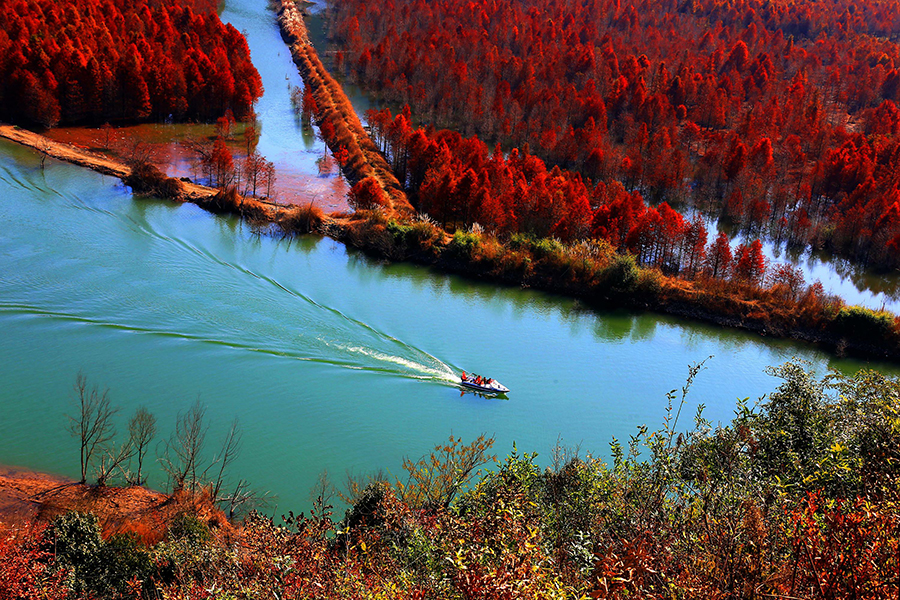 Redwood forest in Anhui shimmers under winter sunlight