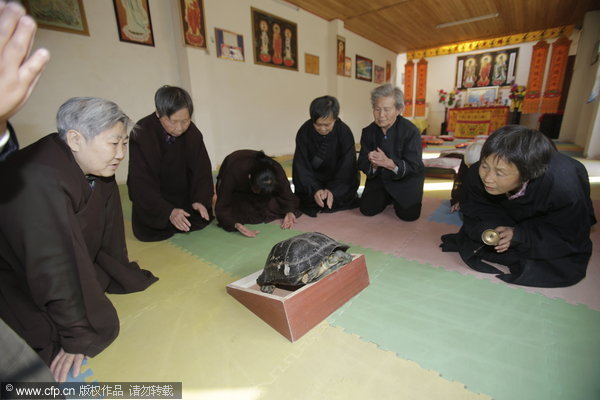 Prayer for turtle