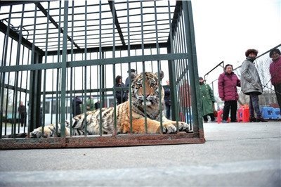 動物園出動老虎要地 稱體育部門借地不還