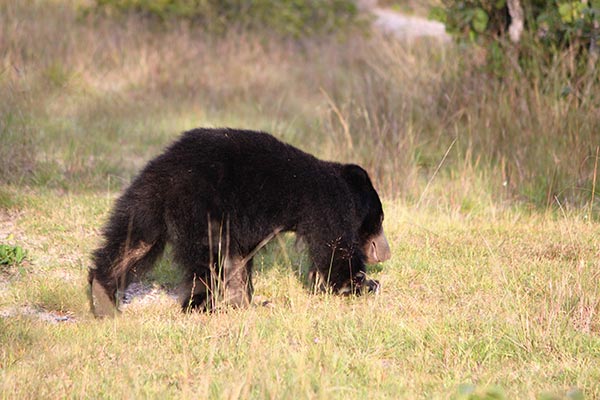 Nature comes to life on park safari