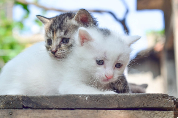 The joy of life where cats and dogs are reigning