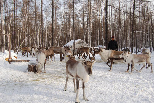 European reindeer introduced to Inner Mongolia