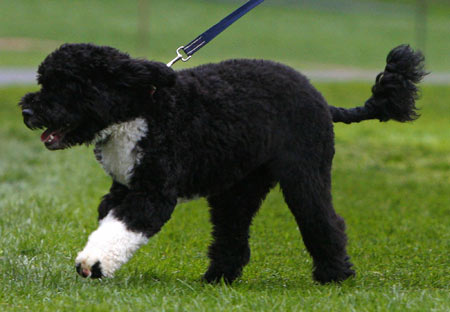 Obamas' new dog Bo met the press at White House