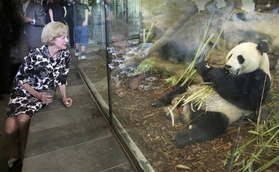 Pandas go on display at Adelaide Zoo