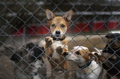 Swiss voters reject giving abused animals a lawyer