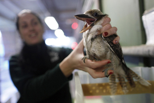 Obese Sydney bird sent to birdy bootcamp