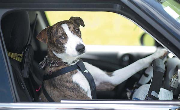 Old NZ dogs learn new tricks