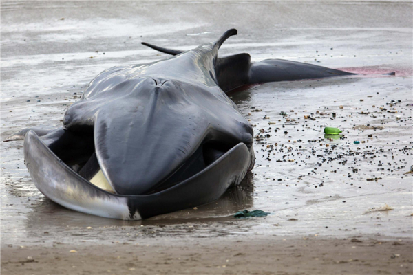 Stranded whale dies on NY beach